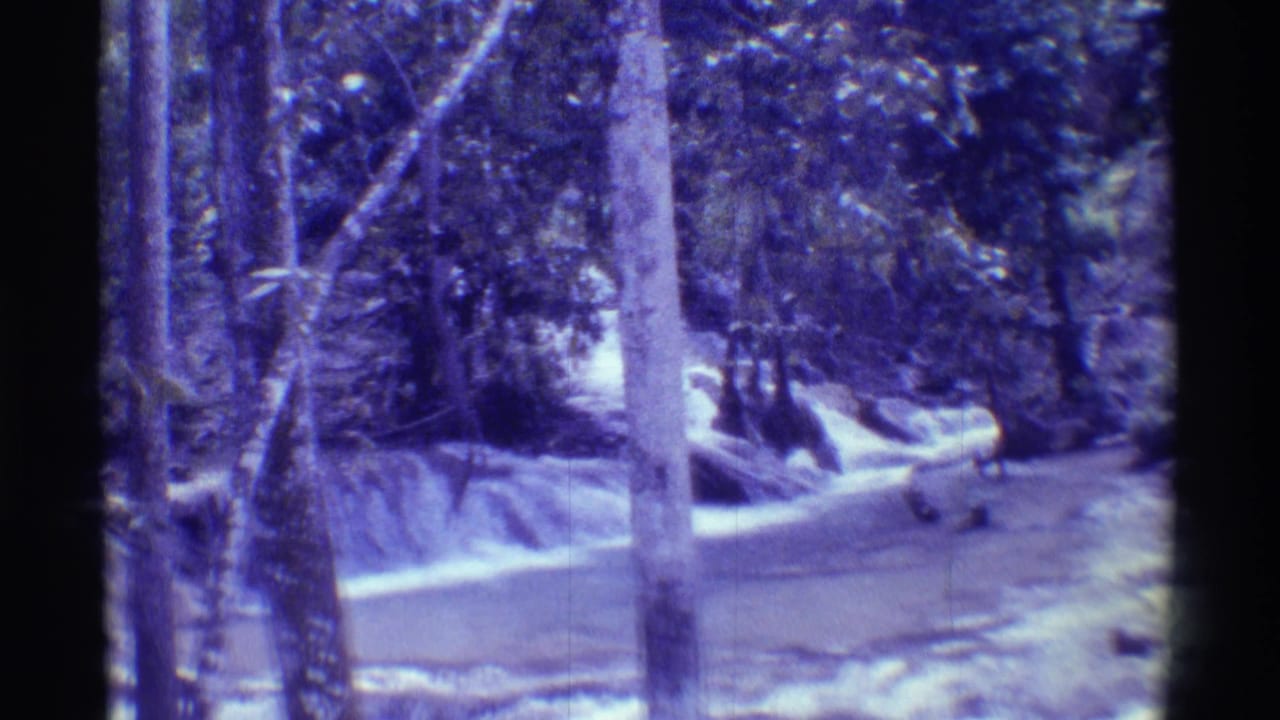 1971 Mauna Ulu, Hawaii 8mm frame looking through trees toward a pale stream and surrounding vegetation.
