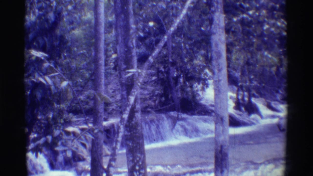 1971 Mauna Ulu, Hawaii frame showing a small stream behind tree trunks, rocks, and dense tropical vegetation.