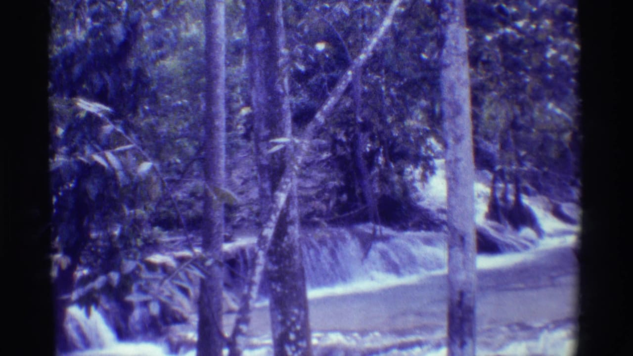 Tropical forest with tall trees and a pale cascading stream.