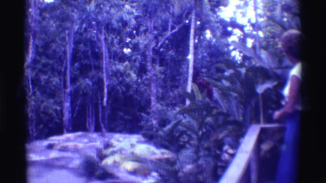 1971 Hawaii forest scene with a partially visible visitor at a railing, large plants, rocks, and tall shaded trees.