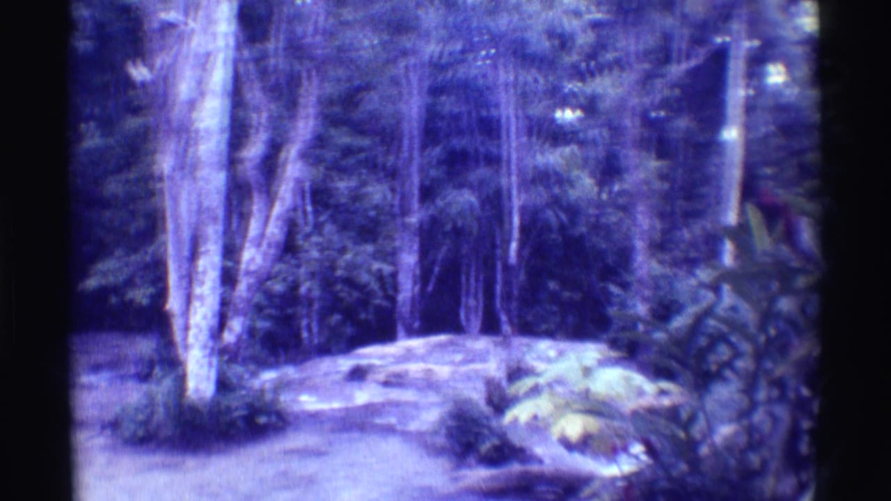 1971 8mm Mauna Ulu forest view with pale rocks, tall trunks, and layered tropical vegetation.