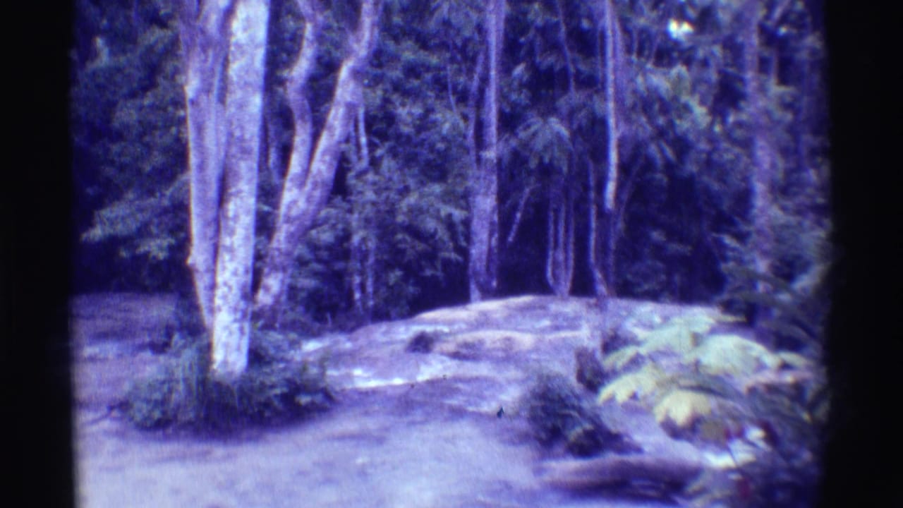 White-barked trees beside a shaded dirt path with ferns and dense forest behind.