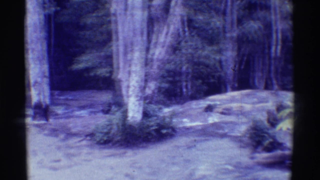 Shaded forest clearing with pale trunks, low plants, and a curved dirt path.