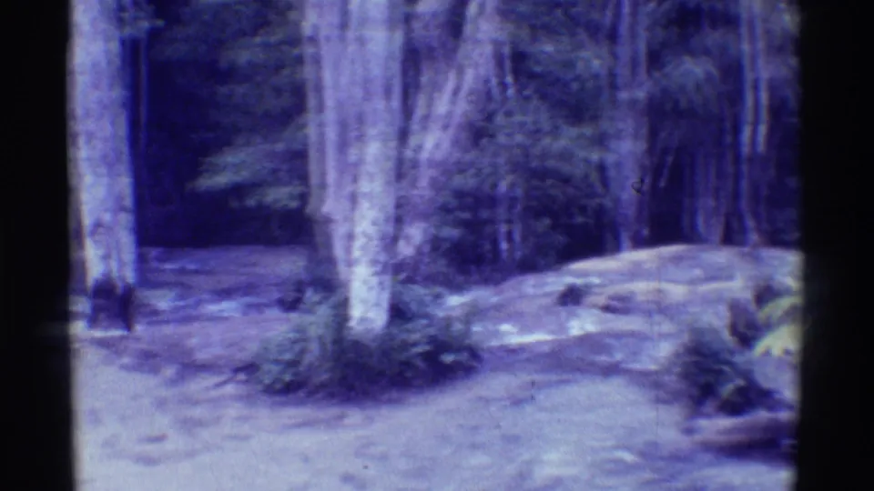 1971 Mauna Ulu home-movie frame with white-barked trees, low vegetation, and a winding dirt trail in a shaded forest clearing.