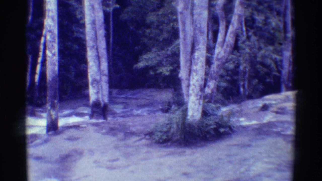 1971 Mauna Ulu 8mm still showing tall pale trunks, bare ground, a narrow path, and shaded tropical woodland in soft focus.