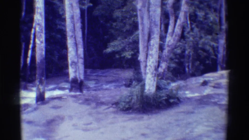 1971 Mauna Ulu 8mm still showing tall pale trunks, bare ground, a narrow path, and shaded tropical woodland in soft focus.