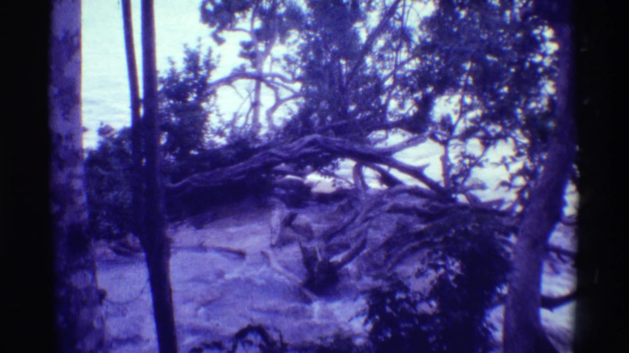 1971 Mauna Ulu frame showing a fallen tree with exposed roots, surrounding trunks, overhead branches, and bright background light.