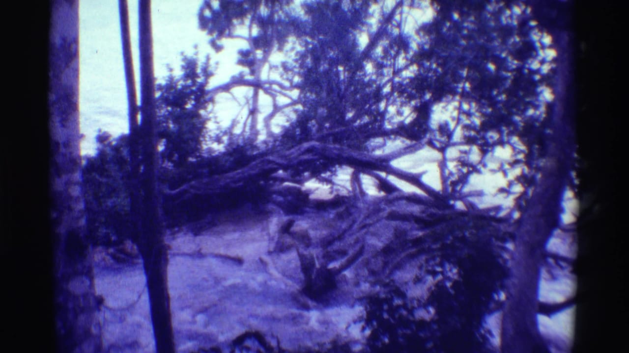Blue-tinted 8mm view of a tropical stream area with dense foliage and fallen branches.