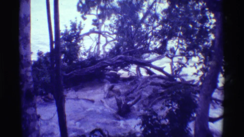 1971 Mauna Ulu, Hawaii 8mm frame showing a blue-purple tropical stream corridor with trees, roots, and fallen limbs.