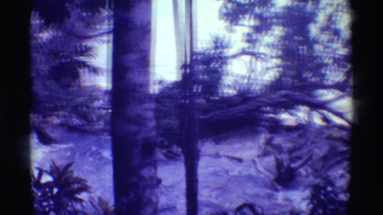 1971 Mauna Ulu, Hawaii frame with tree trunks, bright water, dense greenery, and a fallen limb crossing the view.