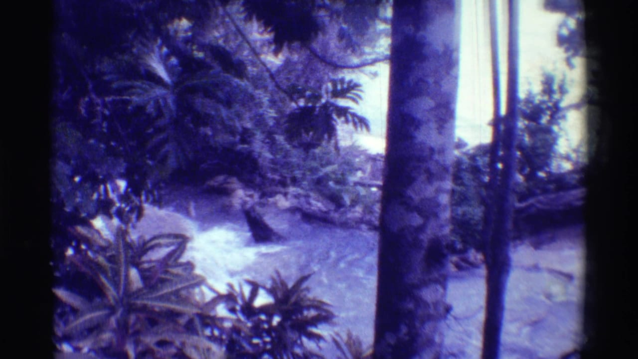 1971 Mauna Ulu, Hawaii 8mm frame showing palm-like plants, vertical trunks, and a pale stream through dense vegetation.