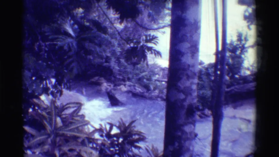 1971 Mauna Ulu, Hawaii 8mm frame showing palm-like plants, vertical trunks, and a pale stream through dense vegetation.