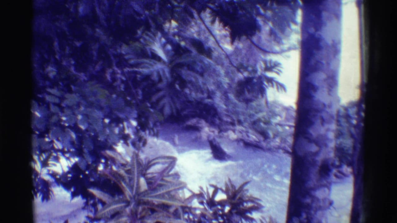 1971 Mauna Ulu, Hawaii frame with layered tropical leaves, a shallow stream, tree trunks, and soft home-movie exposure.