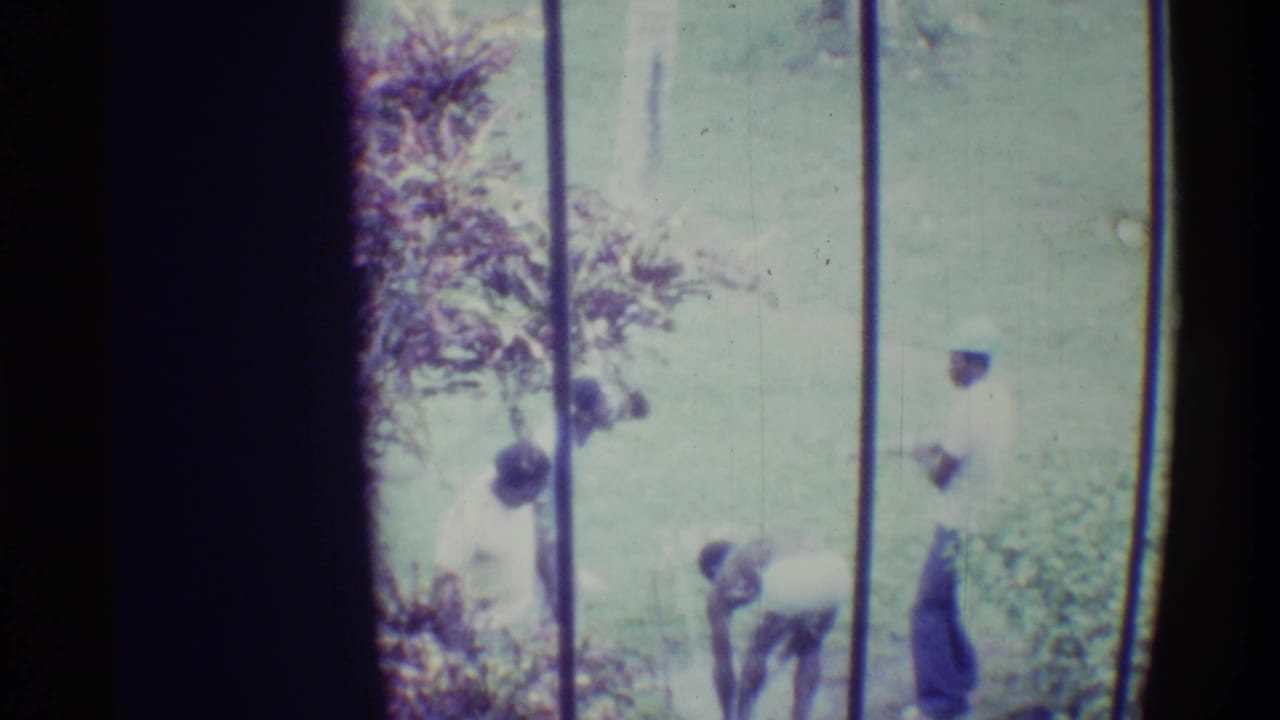 People stand and bend near trees in a tropical outdoor area.