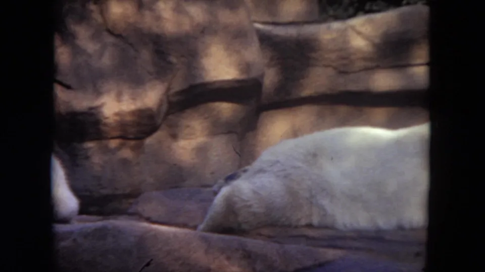 The final frame appears to show part of a pale animal beside a rock-textured enclosure wall after the primate building shots.
