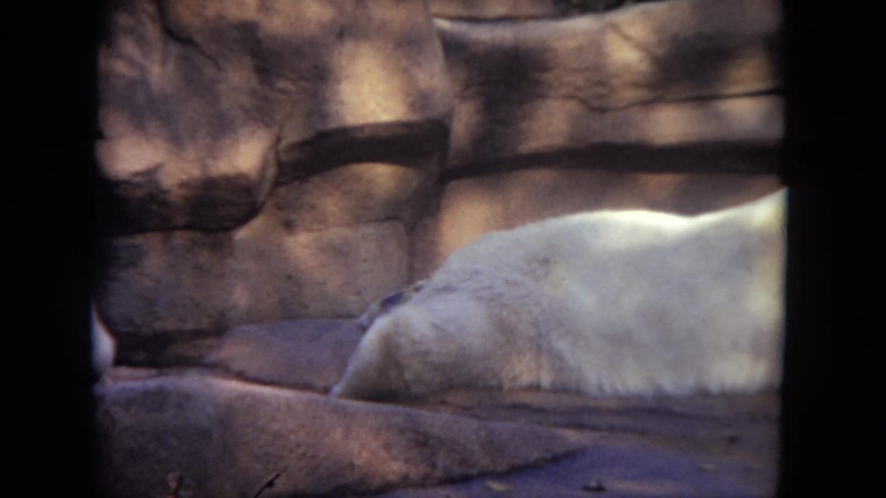 Polar bear resting on a rocky ledge behind dark vertical frame edges.