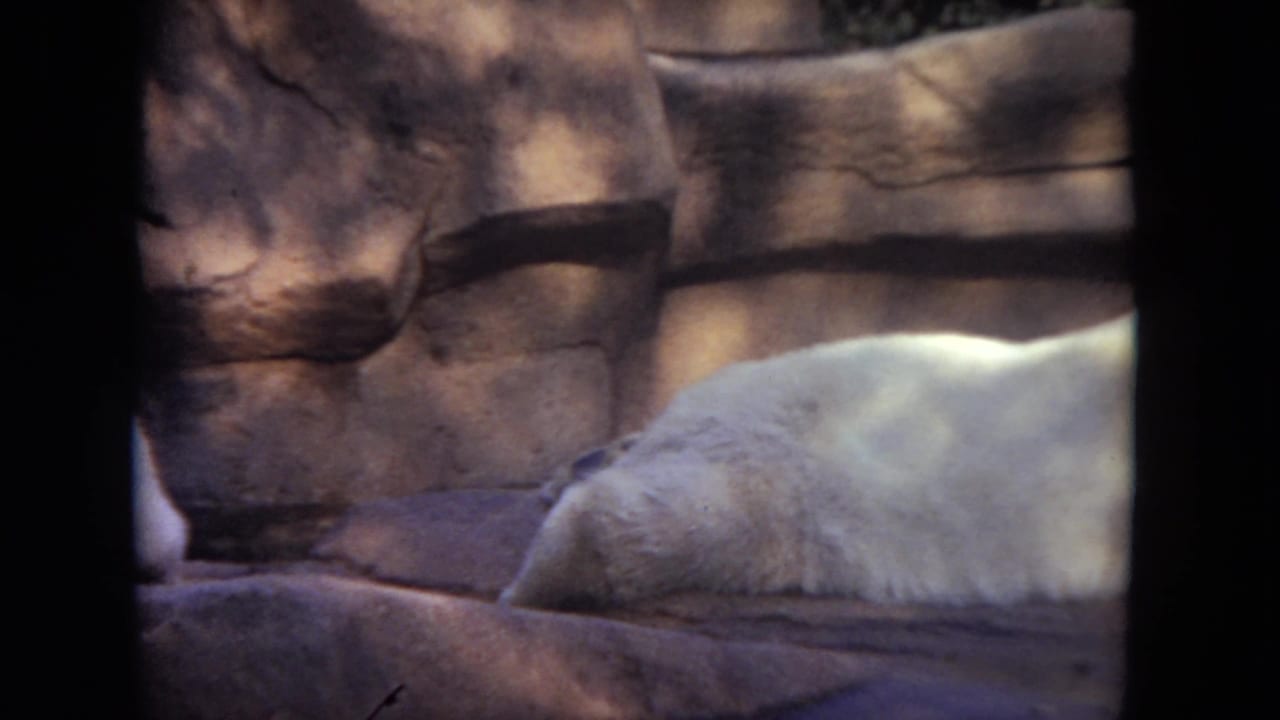 White polar bear stretched along a stone ledge in a shaded enclosure.