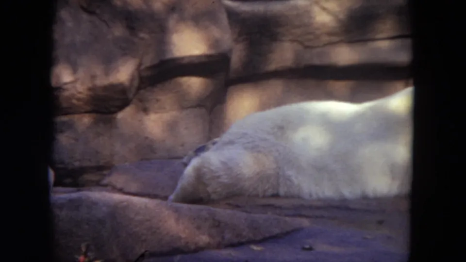 A sleepy polar bear keeps its head lowered in the shaded Lincoln Park Zoo enclosure, captured with grainy 8mm texture.