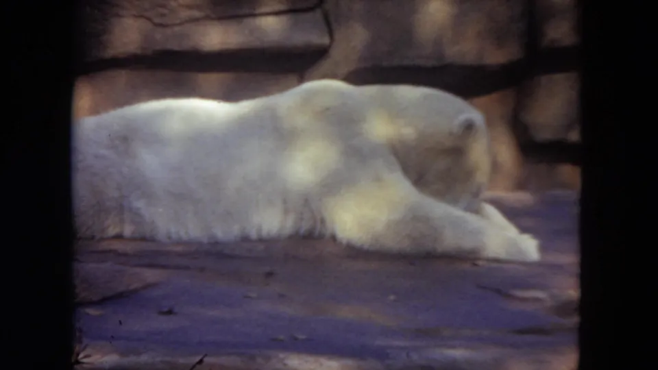 At the end of the clip, the polar bear lies with forelegs extended on the rocky surface of the 1972 Lincoln Park Zoo enclosure.