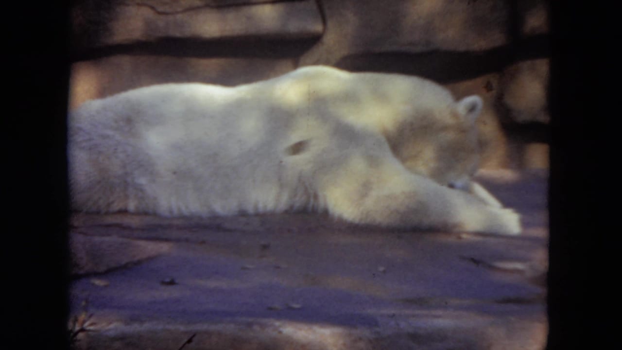 White polar bear lying on a stone surface beside a block wall.