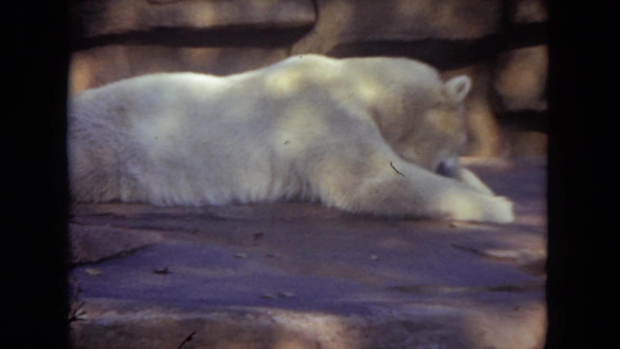 White polar bear stretched out with its head near the floor.