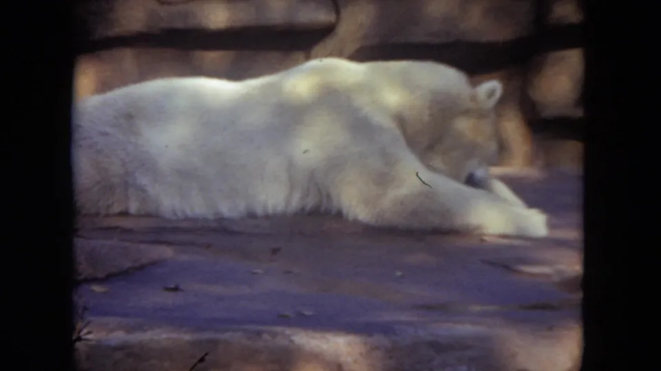 The polar bear remains stretched along the stone surface in 1972 Lincoln Park Zoo footage, partly framed by a dark foreground edge.