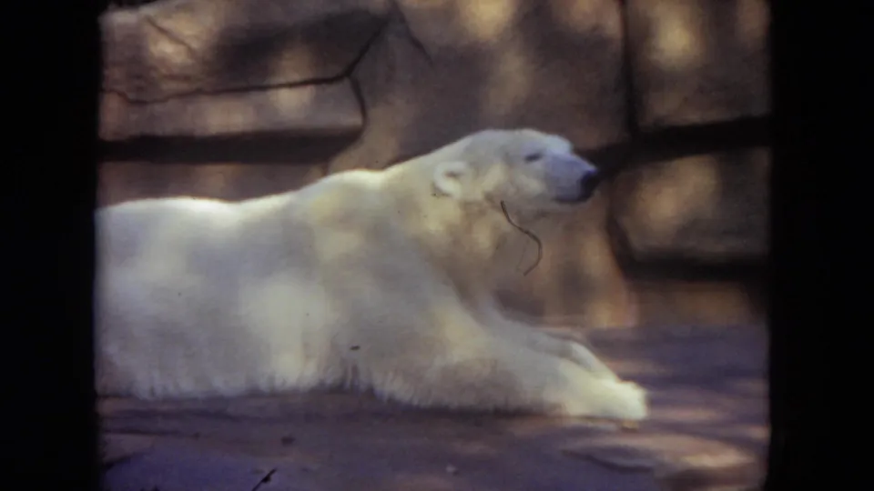The white polar bear lifts its head slightly in the Lincoln Park Zoo enclosure, with warm 8mm color and visible film marks.