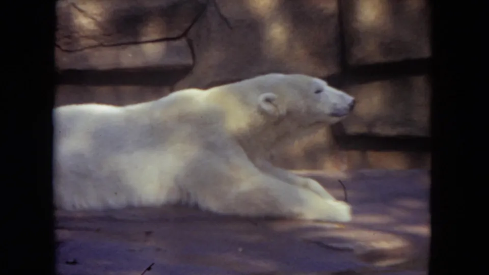 The polar bear lies forward with its head raised in the 1972 Lincoln Park Zoo scene, framed by dark 8mm borders and mottled light.