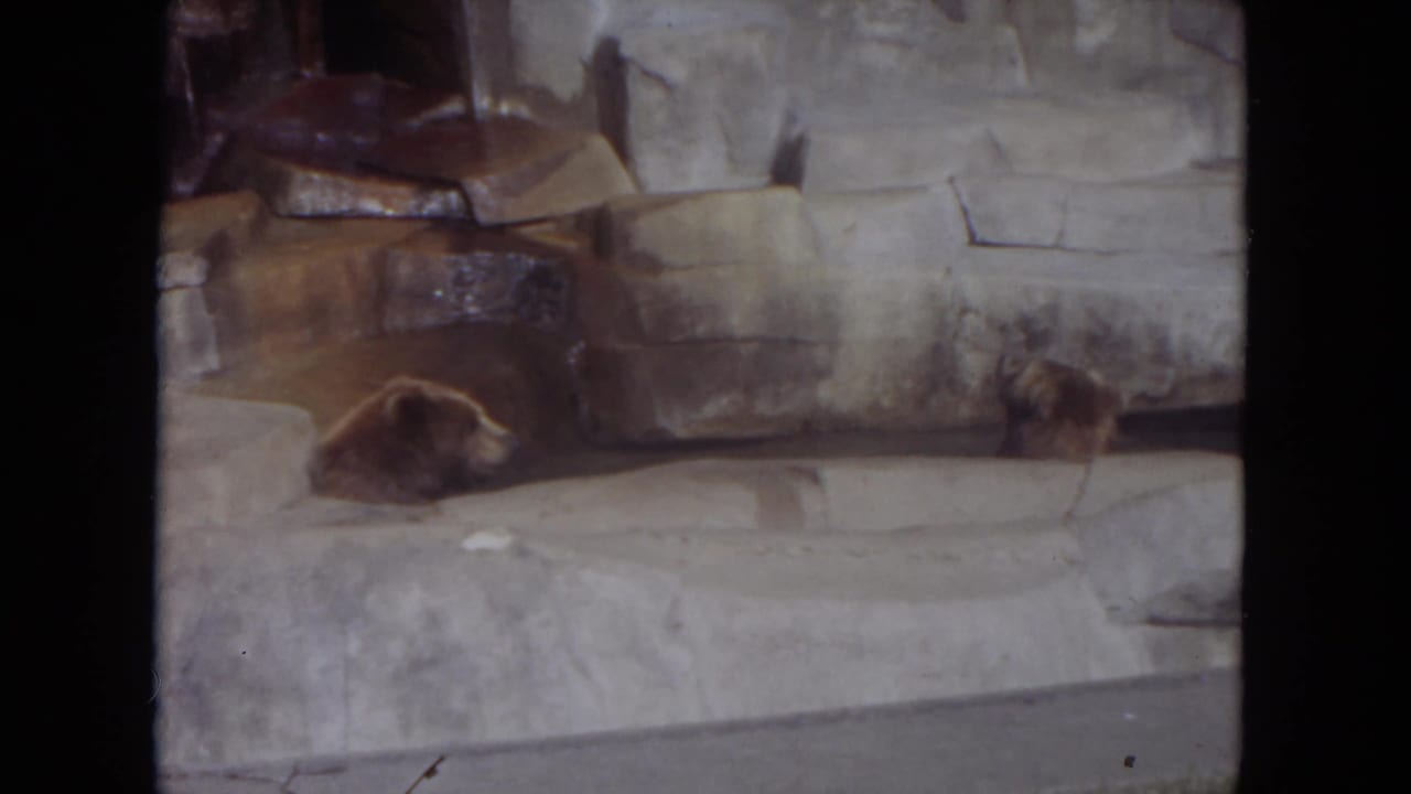 Two brown bears rest on stone ledges inside a zoo enclosure.