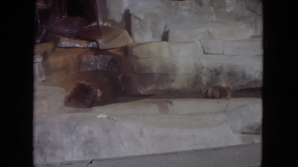In the Lincoln Park zoo enclosure, one bear lies near the foreground while another rests farther back against the stone wall.