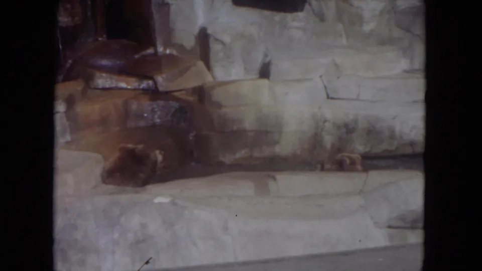 A bear lies on the lower stone platform as the second bear appears partly obscured near the back wall of the Lincoln Park enclosure.
