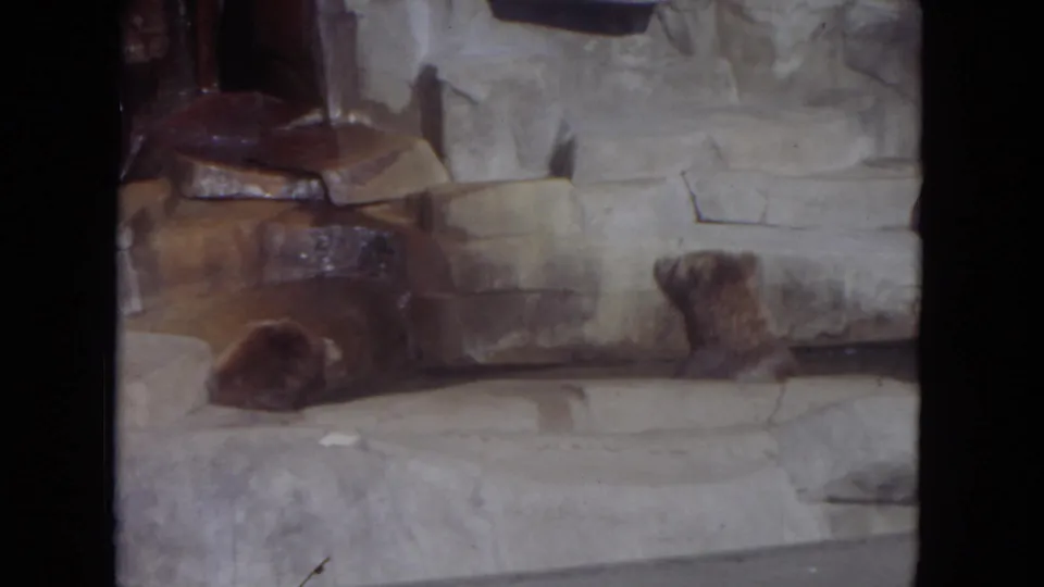 One brown bear rises or shifts position near the wall while another remains lying on the lower ledge in the 1972 Lincoln Park zoo scene.