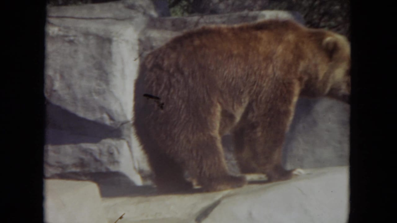 Brown bear walking along a concrete ledge beside rock-textured walls.