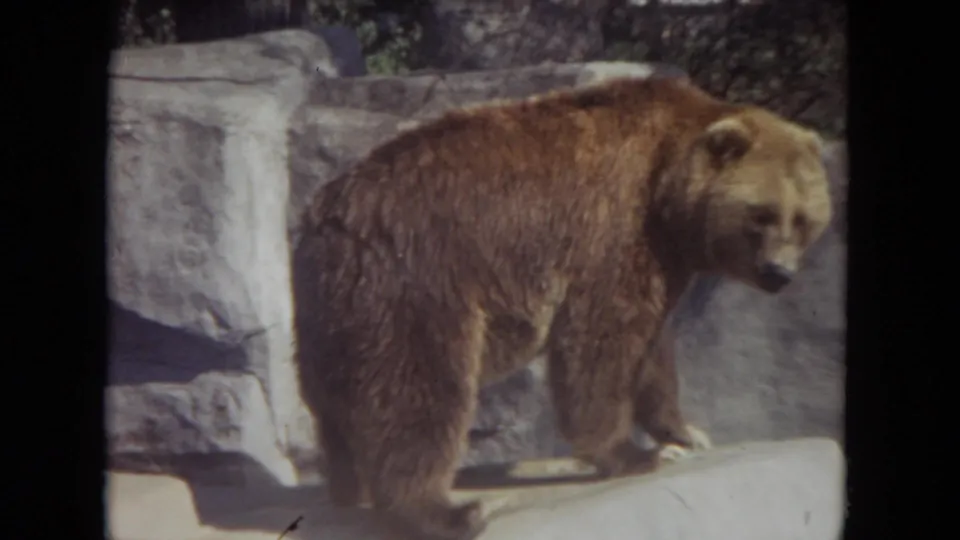 1972 Lincoln Park zoo frame showing a brown bear paused on a ledge, its body broadside and head turned toward the camera.