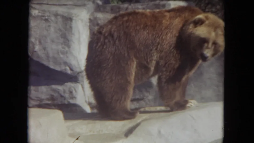Brown bear in a 1972 Lincoln Park zoo enclosure, standing on a pale ledge with rock-textured walls behind it.
