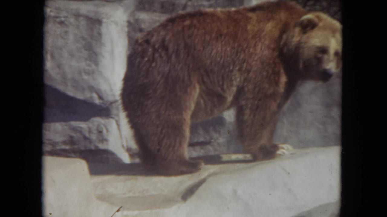 1972 8mm frame from Lincoln Park, Illinois, showing a brown bear standing on a rock ledge against a stone wall.