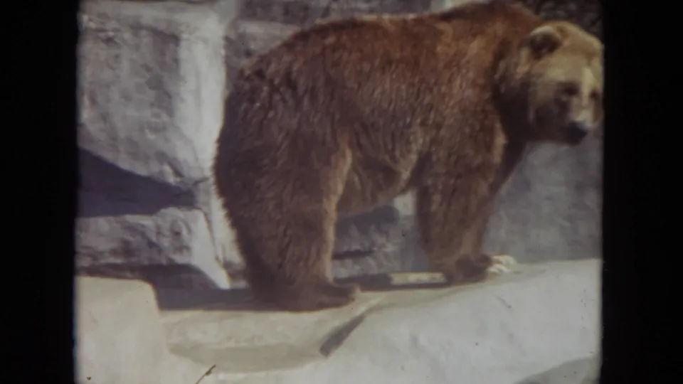 1972 8mm frame from Lincoln Park, Illinois, showing a brown bear standing on a rock ledge against a stone wall.