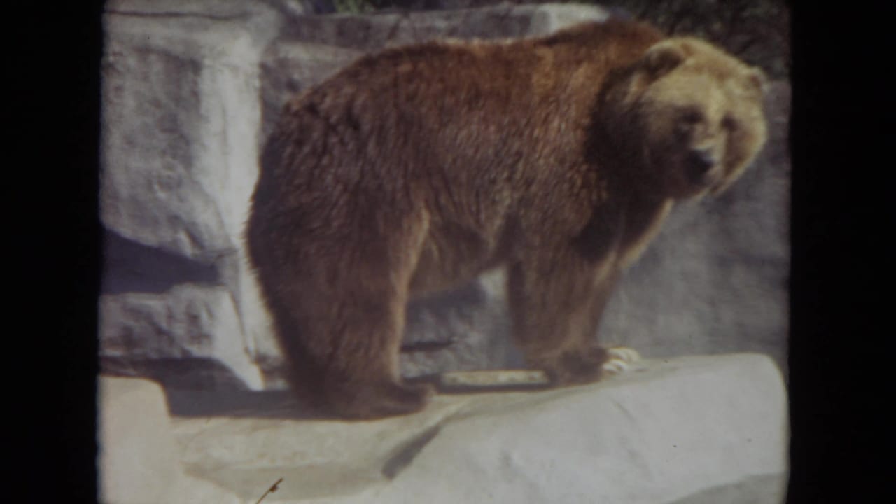 1972 Lincoln Park zoo footage frame showing a brown bear on a rock ledge, partly facing the visitor camera.