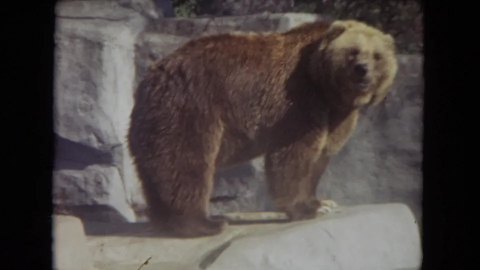 1972 8mm frame from a Lincoln Park zoo visit showing a brown bear facing the camera from a rock ledge.
