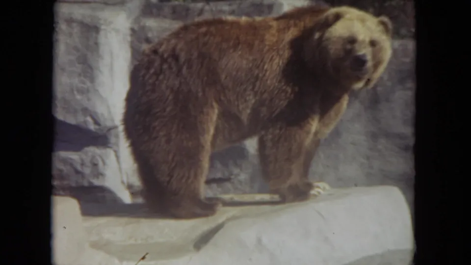 Final 1972 Lincoln Park zoo frame with the brown bear standing on the rock ledge as the 8mm image softens at the edges.