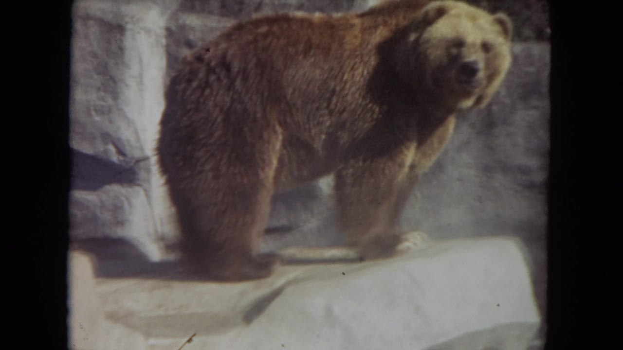 Brown bear standing on a pale artificial rock ledge in a zoo enclosure.