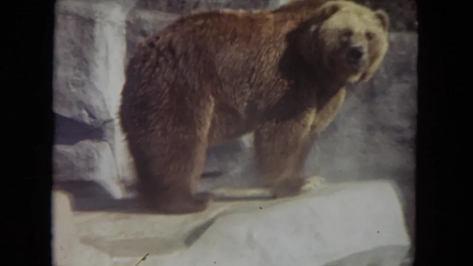 A brown bear stands on an artificial rock ledge in the supplied 1972 Lincoln Park, Illinois zoo footage.