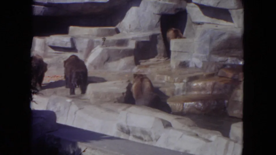 Multiple bears move through a tiered artificial rock habitat in the supplied Lincoln Park zoo footage.