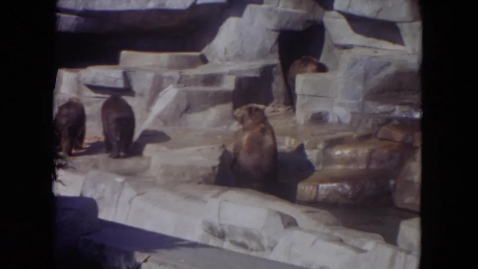 Brown bears occupy different levels of the artificial rock enclosure in the 1972 Lincoln Park zoo scene.