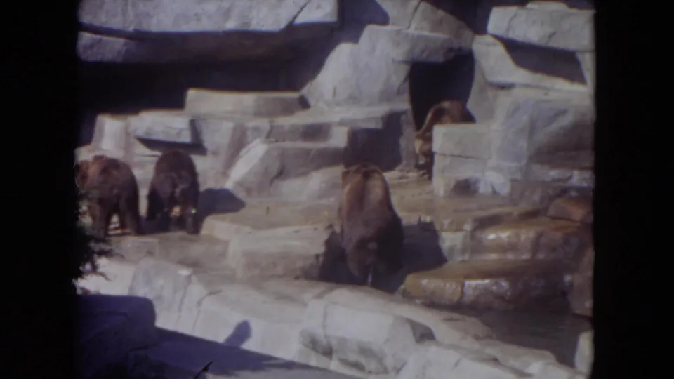 Several bears remain on the stepped rockwork, with another bear partly visible near a den-like opening in the zoo enclosure.