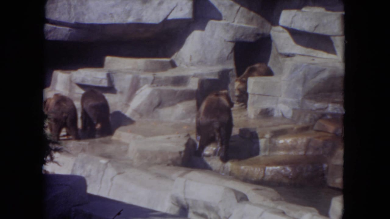 Brown bears in a rocky zoo enclosure with stepped stone ledges.