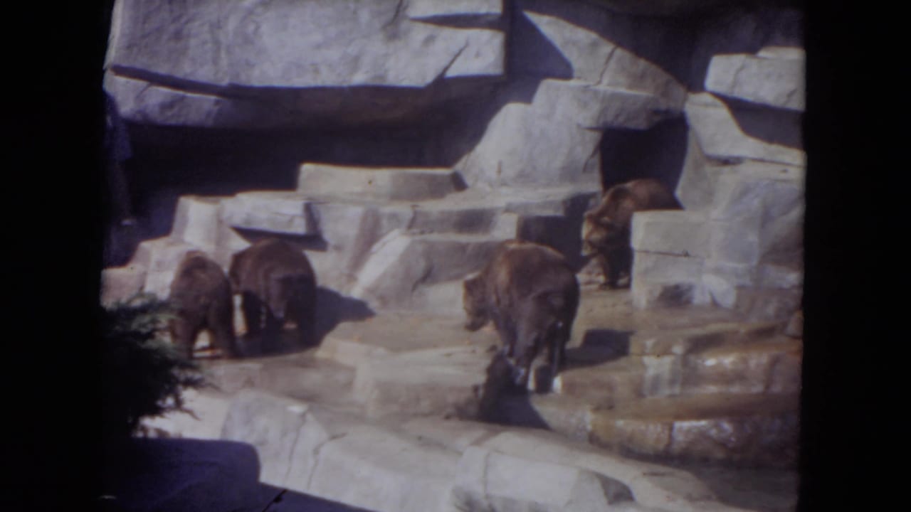 Brown bears appear on pale rock platforms in a Lincoln Park zoo enclosure, filmed from a visitor viewpoint in 1972.