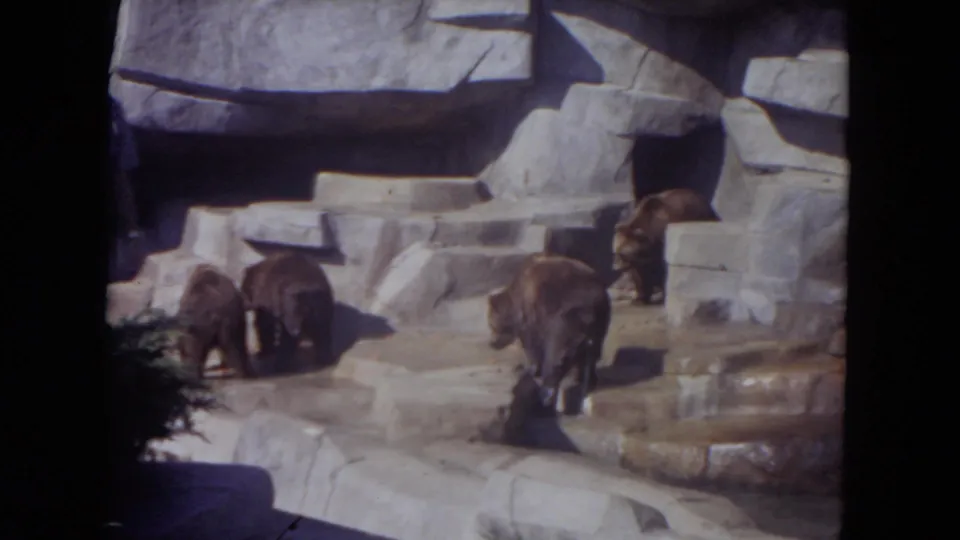 Brown bears appear on pale rock platforms in a Lincoln Park zoo enclosure, filmed from a visitor viewpoint in 1972.