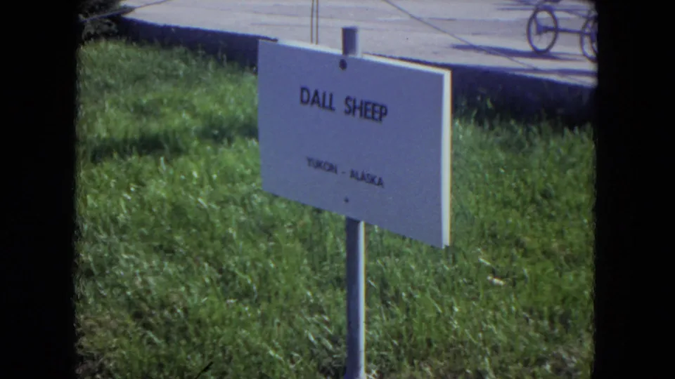 A zoo exhibit sign reads Dall Sheep with Yukon Alaska below, standing in grass beside a paved area.