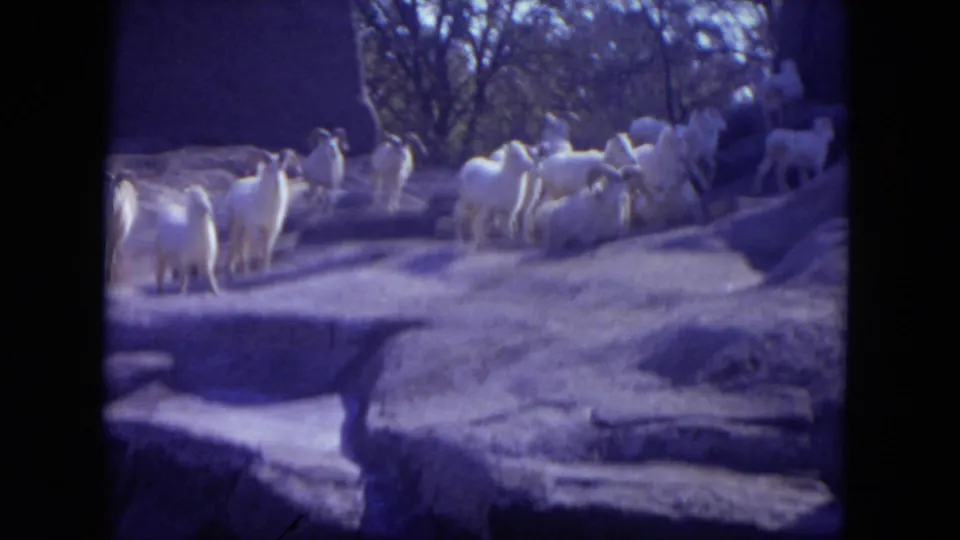 A herd of white Dall sheep stands on artificial rocky slopes in the zoo enclosure, with trees and shade behind them.